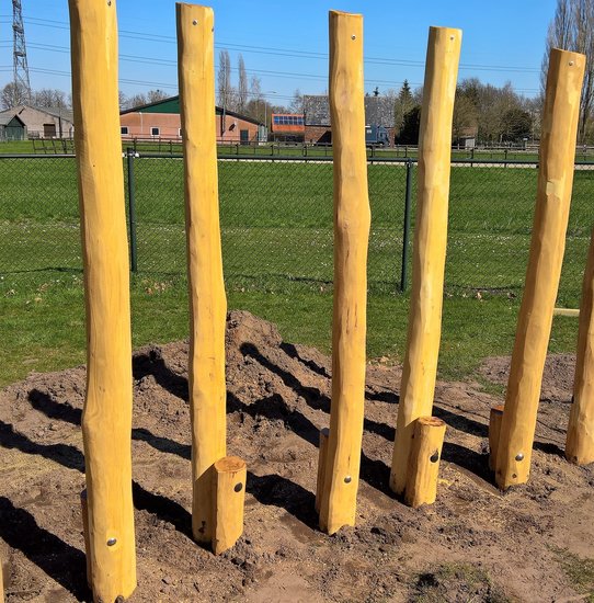 Robinia Stelten Openbaar 5 Stuks sfeerfoto