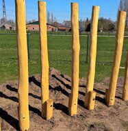 Robinia Stelten Openbaar 5 Stuks