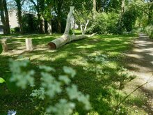 Speelboom schoolplein