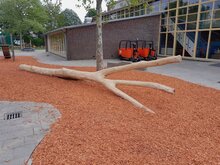 Robinia Speelboom Openbaar