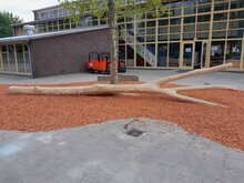 sfeerfoto van de Robinia Speelboom Openbaar die geplaatst is op een schoolplein
