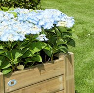 Bloembak Horst gevuld met prachtige hortensia's