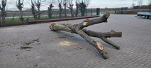 Robinia Speelboom Aanbieding