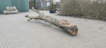 Robinia Speelboom Aanbieding